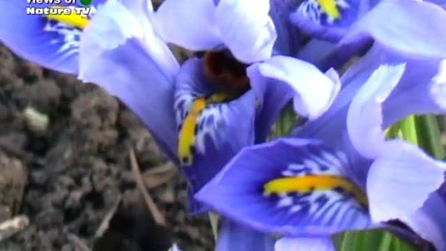 мини ИРИСЫ - Miniature Flowers Irises смотреть онлайн