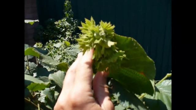 фундук Трапезунд (карликовый) и Трапезундский - урожай на двухлетках. смотреть онлайн