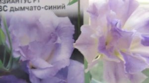 Эустома Флорида и Лизиантус дымчато -синий - цветение.