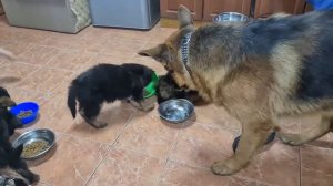 Кормление ЩЕНКОВ Немецкой овчарки.