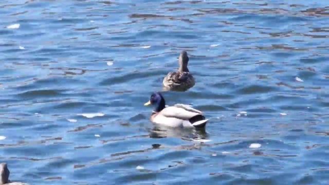 Nikon S9100 тест записи видео -  утки смотреть онлайн