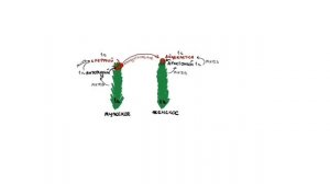 Жизненный цикл мха | БИОЛОГИЯ ЕГЭ | Лина Клевер