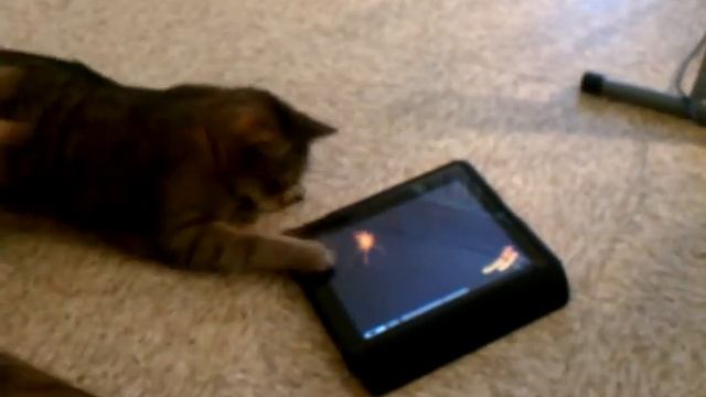 Kitty catch a mouse ipad смотреть онлайн