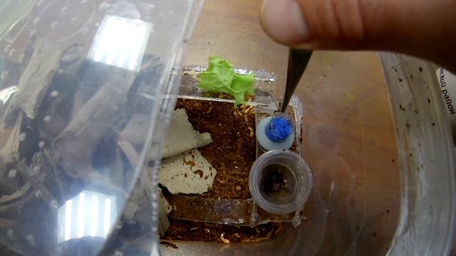 простейший инсектарий для тараканов. смотреть онлайн