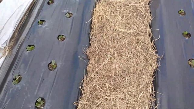 День 14 после высадки рассады сорта Фурор в виде фриго! смотреть онлайн