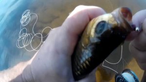 Ловля крупной краснопёрки на пляже нахлыстом - Мир нахлыста