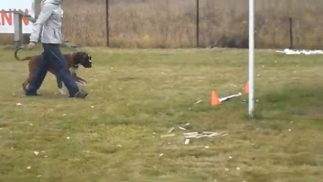 Боксер выборка вещи ЗКС соревнования смотреть онлайн