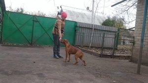 дрессировка питбуля