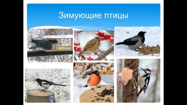 Перелетные и зимующие птицы комментируемая презентация смотреть онлайн