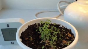 Мята на окне месяц таймлапс