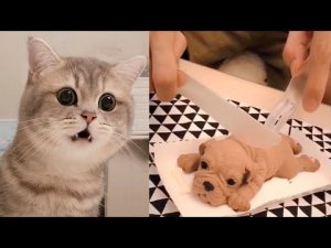Смешные Животные - Самые милые и смешные видео с кошками 2022
