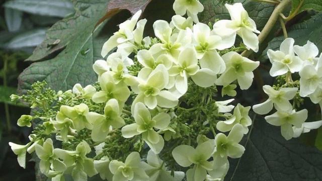 Most Stunningly Beautiful Hydrangea Flowers смотреть онлайн