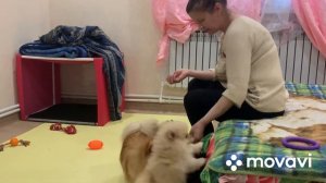Шпиц 2 месяца/Дрессирую шпицев/выполняем команду служить