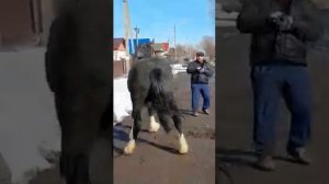 цыганские лошади шайр 1 .7 г КОСТРОМА