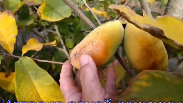 Азимина в саду история выращивания..