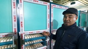 5000 яиц хайбрид конвертер (Биг6) Канада