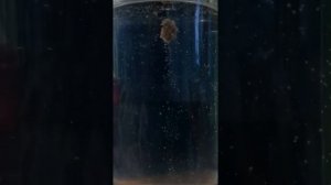 Насадочное тесто для ловли методом херабуна.