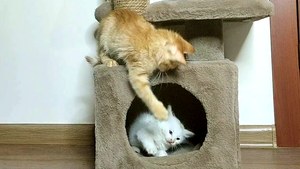 Забавные котята Мия и Лиза часть 3. Котята играют с мышкой.