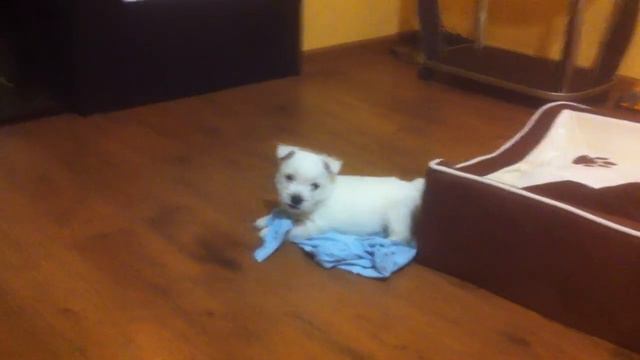 Мой пес. Вестхайленд уайт-терьер - Умка смотреть онлайн