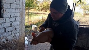 ///6 месяцев откорма свиней на грануле. Прикорм маленьких поросят///