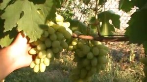 Виноград сорта Благовест - мой первый куст винограда