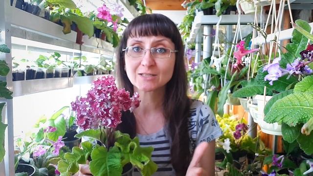 Укрощение розетки стрептокарпуса смотреть онлайн