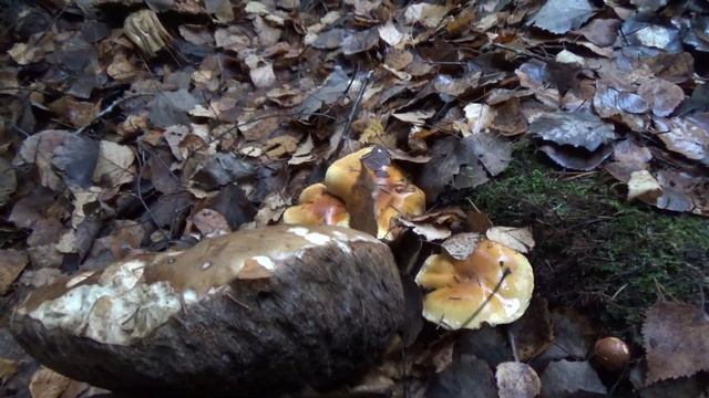 Белые грибы в ноябре. Лейпясуо, 02.11.2022 смотреть онлайн