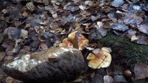 Белые грибы в ноябре. Лейпясуо, 02.11.2022