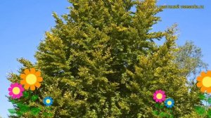 Бук лесной. Краткий обзор, описание характеристик, где купить крупномеры, саженцы fagus sylvatica