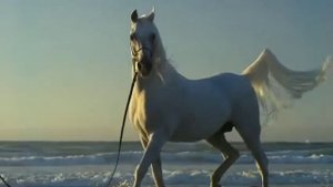 Клип про лошадей(песня неизвестна)