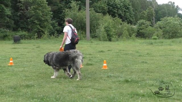 Фиксация собаки из движения смотреть онлайн