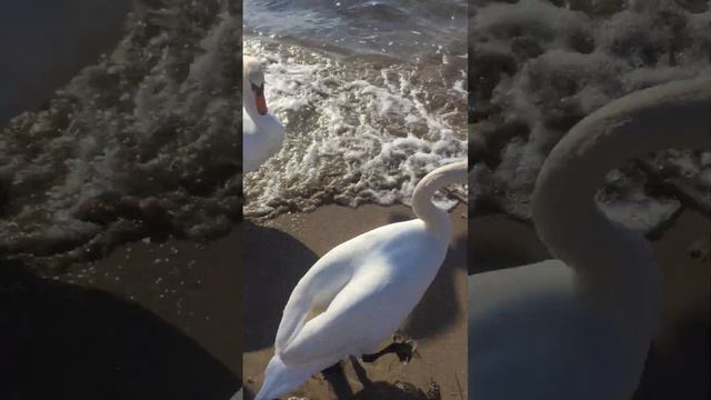Заозёрное — пгт  в западной части Крымского полуострова на юго-западном берегу Каламитского залива