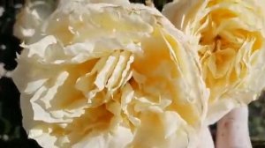 Розы которые долго держат цветок.15.09.2020 г. Татарстан.