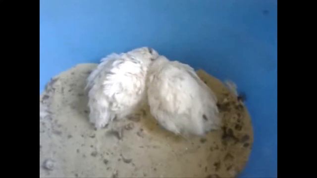 Перепелка в лоджии смотреть онлайн