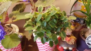 Фиалки в декабре. Поздравлю всех с Новым годом!