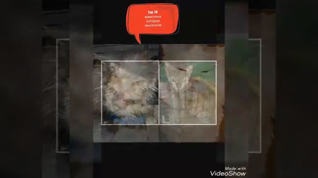 Топ 10 животных которых вылечили смотреть онлайн