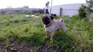 Разъярённый мопс гавкает на Стафа