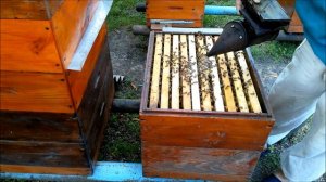 Пчеловодство Постановка второго магазина на слабую семью Бакфаст Beekeeping