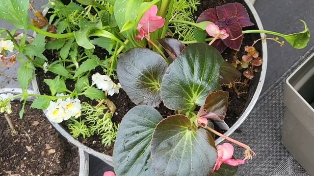 PLANTATION DE GLAÏEUL ET DIVISION DE LYSIMAQUE (vivace d'accompagnement pour arrangements) смотреть онлайн