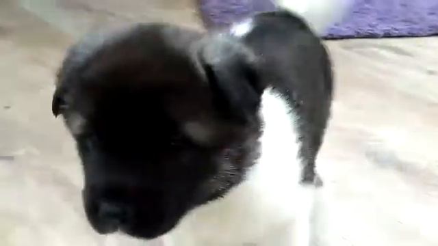 американские акиты смотреть онлайн