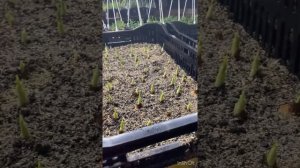 Выгонка ириса к 8 марта. 2 недели после посадки.