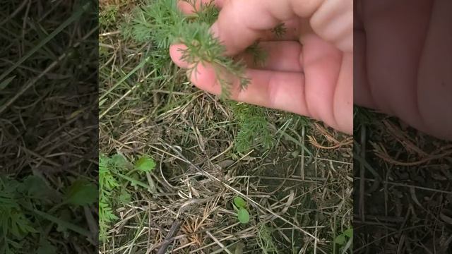 Wild Celery смотреть онлайн