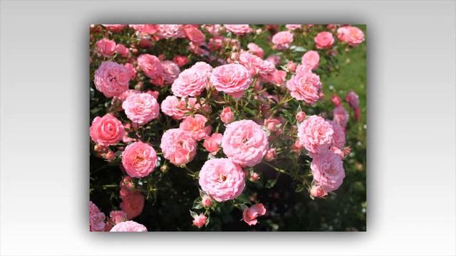 Amulett Rose Tantau смотреть онлайн