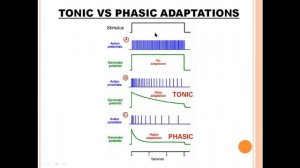 Sensory Adaptations - CAP2 Topic 1.2