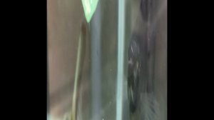 Икра скалярий. 2 сутки. Икринки начали шевелится.