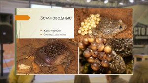 Иван Поликарпов - Уют в мире животных | РНА