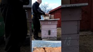 Полезный совет для пчеловодов ( про муравьинку )