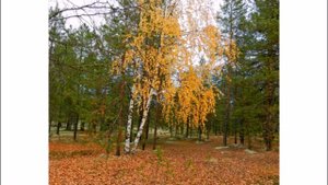 Белая береза  и  клен