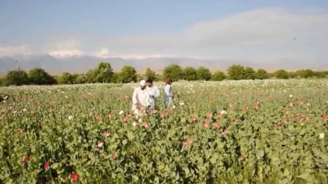 Opium cultivation on the rise in Afghanistan смотреть онлайн