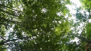 Манки на ворону для кроухантеров.